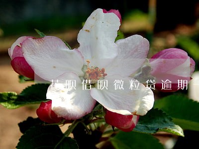花呗借呗微粒贷逾期一个月 花呗借呗微粒贷逾期一个月