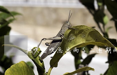 花呗借呗总共两千二逾期两年 花呗借呗总共两千二逾期两年