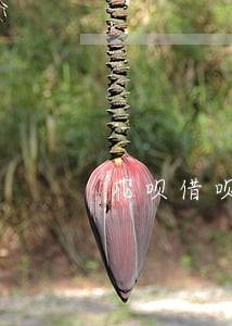 花呗借呗有逾期还能在哪借钱 花呗借呗有逾期还能在哪借钱