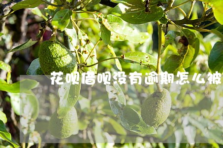 花呗借呗没有逾期怎么被冻结了 花呗借呗没有逾期怎么被冻结了
