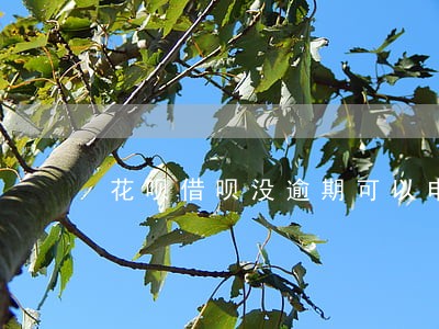 花呗借呗没逾期可以申请房贷吗 花呗借呗没逾期可以申请房贷吗