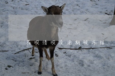 花呗借呗没逾期被冻结