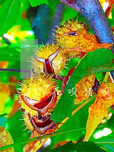 花呗借呗疫情影响逾期怎么办 花呗借呗疫情影响逾期怎么办