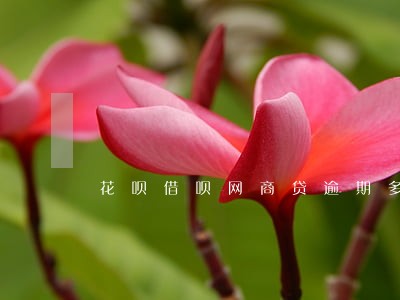 花呗借呗网商贷逾期多久会上门 花呗借呗网商贷逾期多久会上门