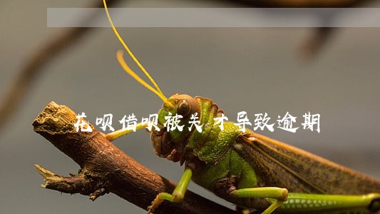 花呗借呗被关才导致逾期 花呗借呗被关才导致逾期
