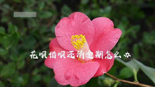 花呗借呗还清逾期怎么办 花呗借呗还清逾期怎么办