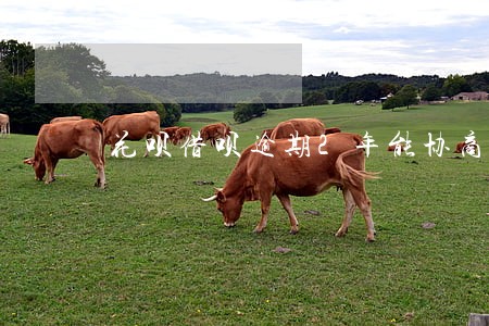 花呗借呗逾期2年能协商还本金 花呗借呗逾期2年能协商还本金