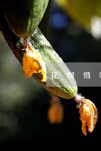 花呗借呗逾期40多天会上门吗 花呗借呗逾期40多天会上门吗