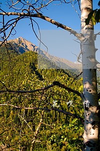 花呗借呗逾期一个月会上征信吗 花呗借呗逾期一个月会上征信吗