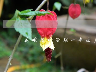 花呗借呗逾期一年之后还上 花呗借呗逾期一年之后还上