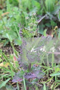 花呗借呗逾期一年半 花呗借呗逾期一年半