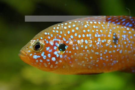 花呗借呗逾期三万多