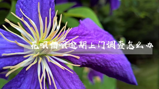 花呗借呗逾期上门调查怎么办 花呗借呗逾期上门调查怎么办