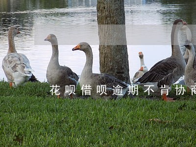 花呗借呗逾期不肯协商 花呗借呗逾期不肯协商