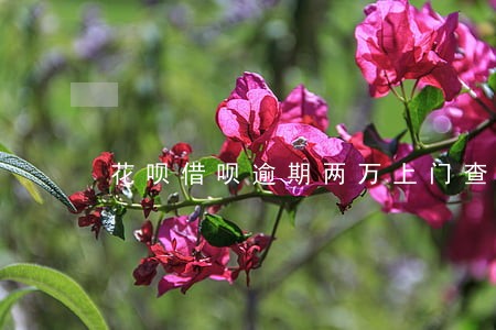 花呗借呗逾期两万上门查证 花呗借呗逾期两万上门查证