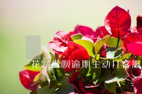 花呗借呗逾期主动打客服 花呗借呗逾期主动打客服