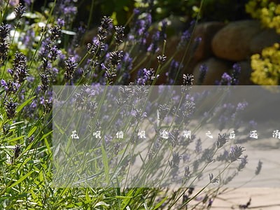 花呗借呗逾期之后还清还能用吗 花呗借呗逾期之后还清还能用吗