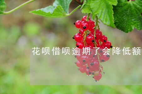 花呗借呗逾期了会降低额度吗