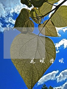 花呗借呗逾期了半年怎么办 花呗借呗逾期了半年怎么办