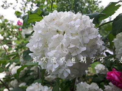 花呗借呗逾期了可以办理分期吗 花呗借呗逾期了可以办理分期吗