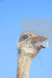 花呗借呗逾期了备用金能用嘛 花呗借呗逾期了备用金能用嘛