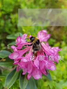 花呗借呗逾期了澳门打电话来催吗 花呗借呗逾期了澳门打电话来催吗