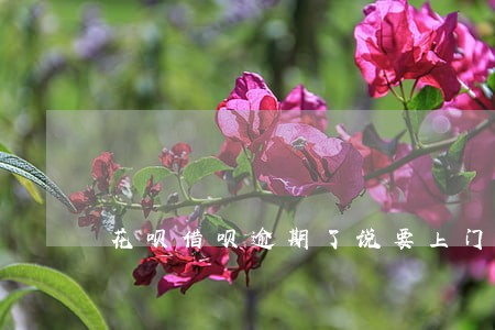花呗借呗逾期了说要上门怎么办 花呗借呗逾期了说要上门怎么办