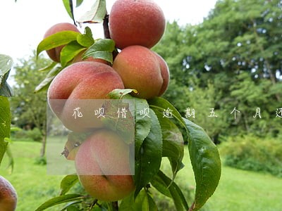 花呗借呗逾期五个月还会按期还吗 花呗借呗逾期五个月还会按期还吗