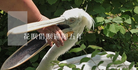 花呗借呗逾期五年 花呗借呗逾期五年