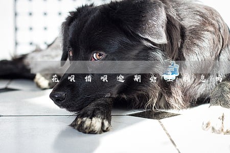 花呗借呗逾期会上利息吗 花呗借呗逾期会上利息吗