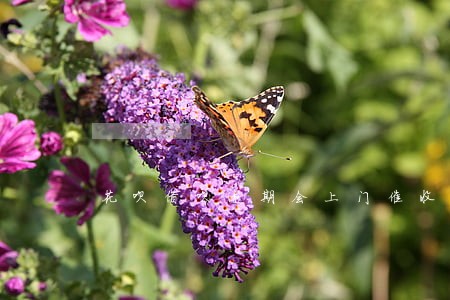 花呗借呗逾期会上门催收吗 花呗借呗逾期会上门催收吗