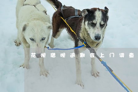 花呗借呗逾期会上门调查