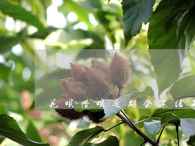 花呗借呗逾期会冻结工资卡
