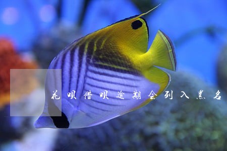 花呗借呗逾期会列入黑名单麽 花呗借呗逾期会列入黑名单麽