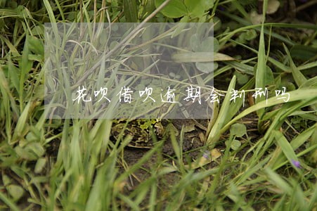 花呗借呗逾期会判刑吗 花呗借呗逾期会判刑吗