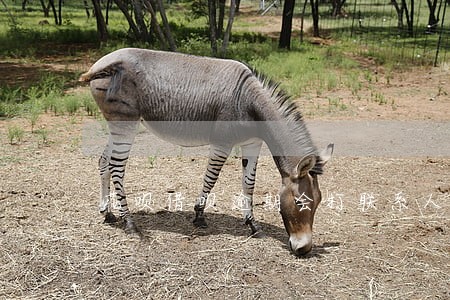 花呗借呗逾期会打联系人吗 花呗借呗逾期会打联系人吗
