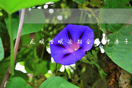 花呗借呗逾期会抵押房子吗 花呗借呗逾期会抵押房子吗