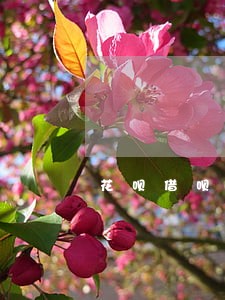 花呗借呗逾期会查淘宝账单吗 花呗借呗逾期会查淘宝账单吗