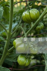 花呗借呗逾期会给家里打电话吗 花呗借呗逾期会给家里打电话吗