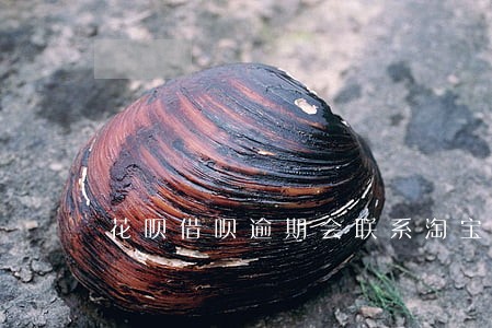 花呗借呗逾期会联系淘宝收货人吗 花呗借呗逾期会联系淘宝收货人吗