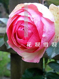 花呗借呗逾期催收员怎么催 花呗借呗逾期催收员怎么催