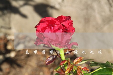 花呗借呗逾期催收流程 花呗借呗逾期催收流程