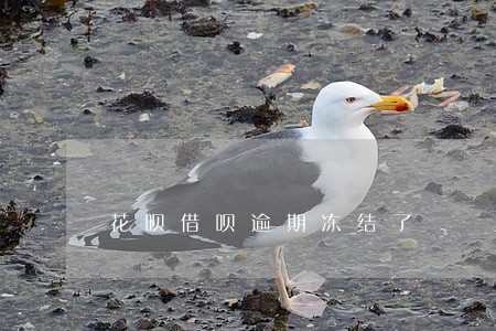 花呗借呗逾期冻结了