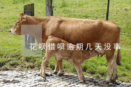 花呗借呗逾期几天没事 花呗借呗逾期几天没事