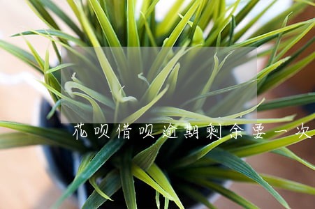 花呗借呗逾期剩余要一次性还清 花呗借呗逾期剩余要一次性还清