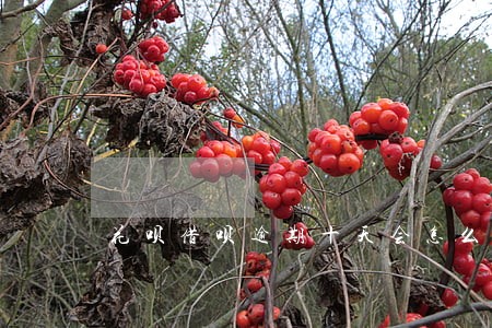 花呗借呗逾期十天会怎么样 花呗借呗逾期十天会怎么样