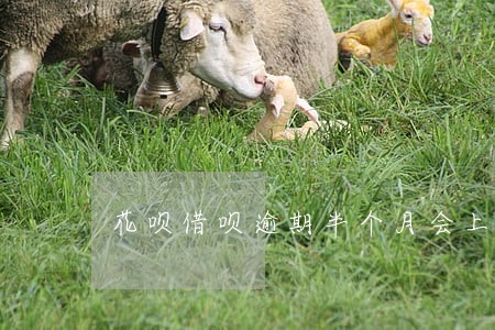 花呗借呗逾期半个月会上征信吗 花呗借呗逾期半个月会上征信吗
