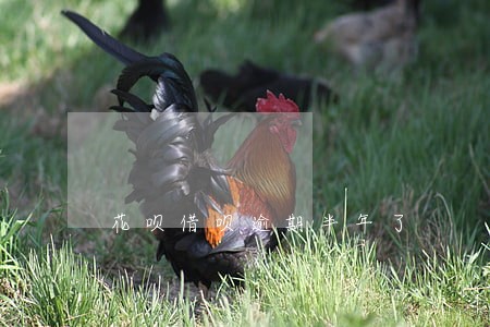 花呗借呗逾期半年了 花呗借呗逾期半年了
