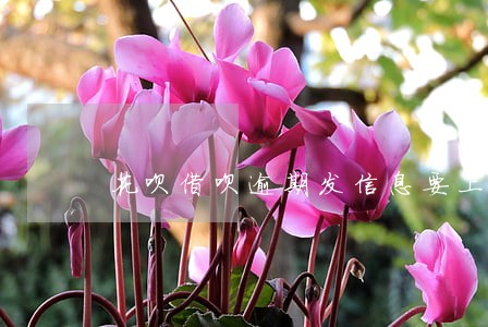 花呗借呗逾期发信息要上门调查 花呗借呗逾期发信息要上门调查