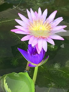 花呗借呗逾期发律所通知 花呗借呗逾期发律所通知